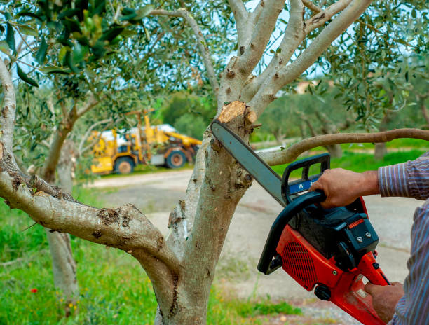 Best Tree Clearing Services  in Farmersville, CA